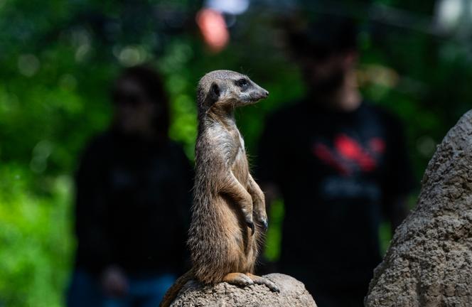 Un suricate à queue fine dans son enclos au zoo de Berlin, le 20&nbsp;mai&nbsp;2025.