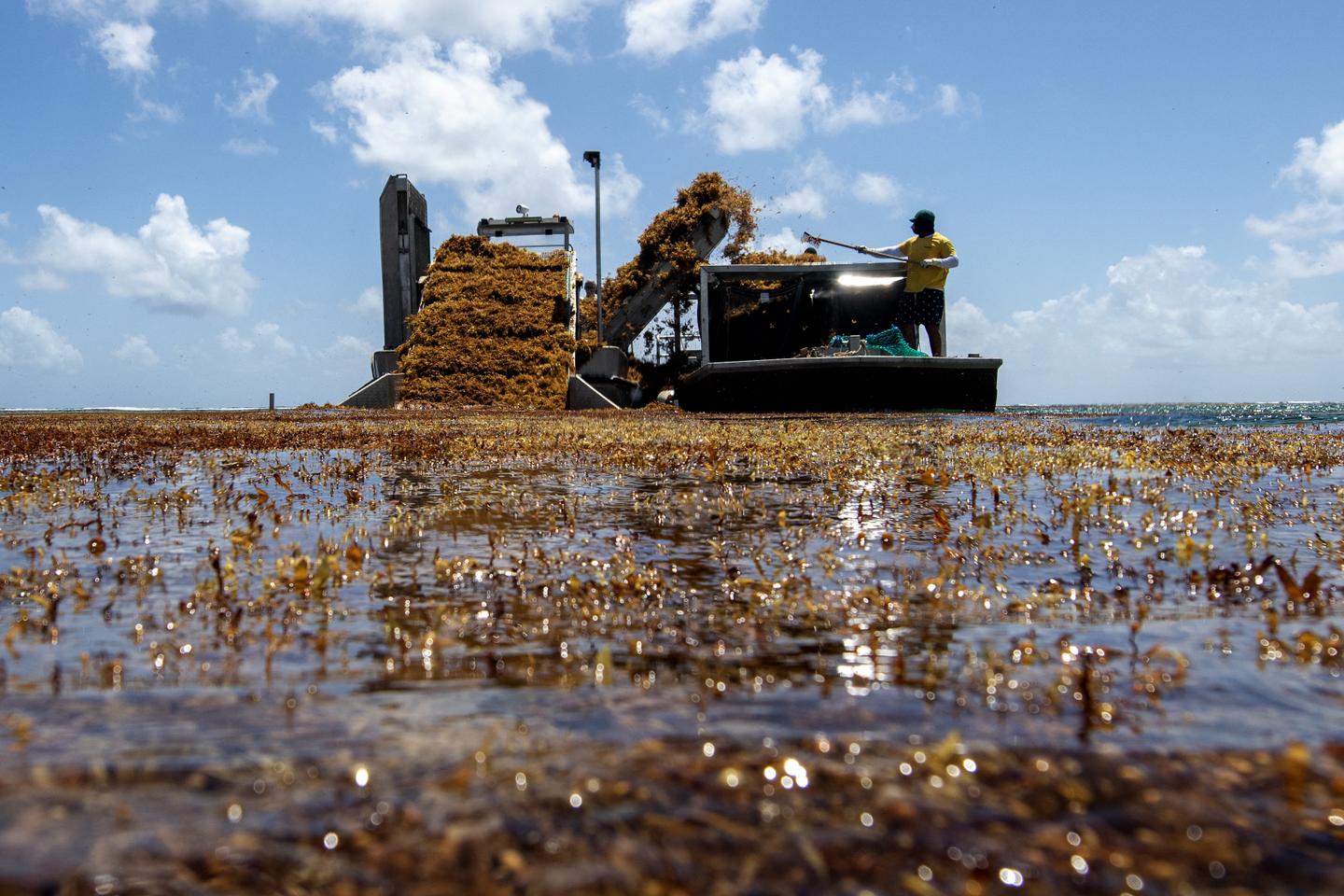 Aux Antilles, la prolifération des sargasses étouffe les mangroves et les herbiers marins, « rendant l’espace inhabitable » Aux Antilles, la prolifération des sargasses étouffe les mangroves et les herbiers marins, « rendant l’espace inhabitable »