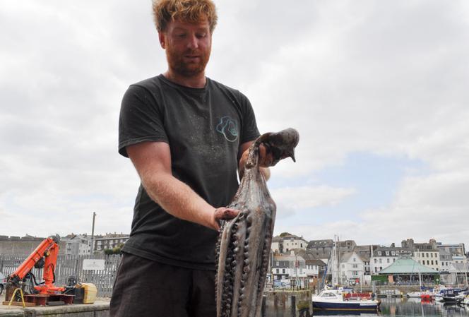 Un pêcheur pose avec des poulpes capturés, à bord de son navire «&nbsp;Shadow&nbsp;», dans le port de Plymouth, au Royaume-Uni, le 21&nbsp;août&nbsp;2025.