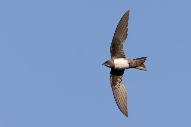 Un martinet alpin, en Italie, le 6 juillet 2021.