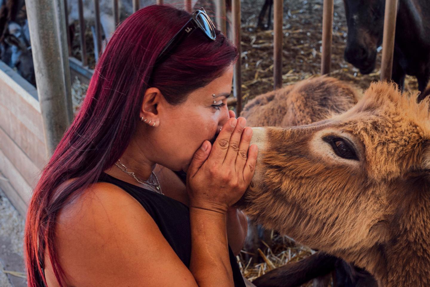 D’Israël vers l’Europe, l’étrange sauvetage par avion des ânes de Gaza