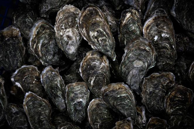 Des huîtres au port de La Teste, dans la baie d’Arcachon (Gironde), le 19&nbsp;janvier 2024.