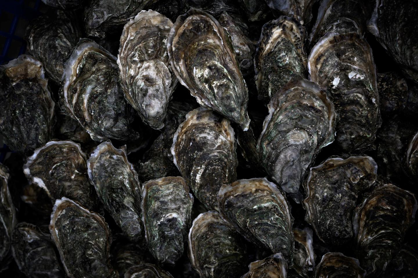 Dans l’Essonne, les coquilles d’huîtres trouvent une utilité après les fêtes