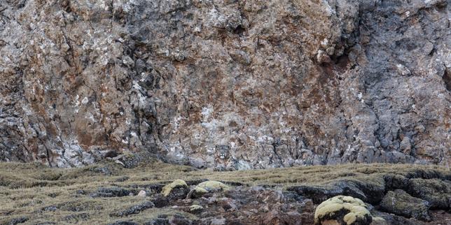 « La Panthère des neiges », sur arte.tv : sur les hauts plateaux tibétains, dans l’attente du félin