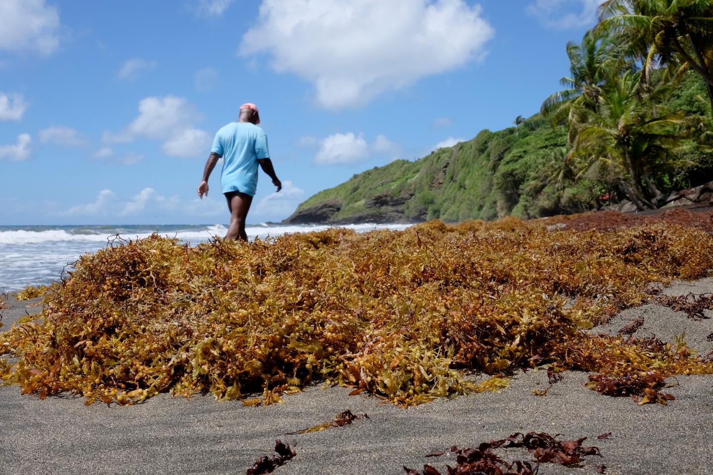 « Le droit à l’épreuve de l’échouement de sargasses aux Antilles »