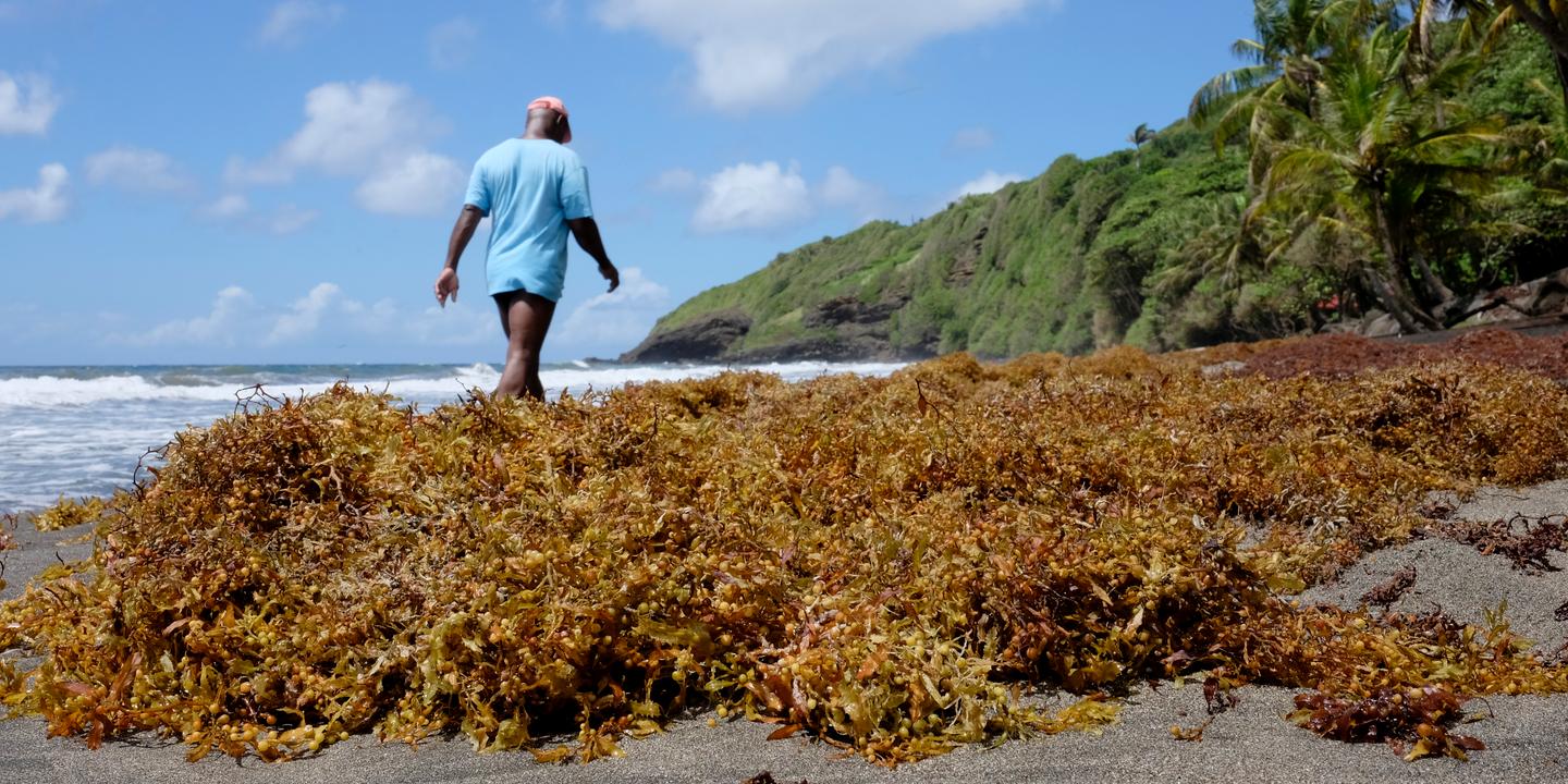 Aude Farinetti, universitaire : « Le droit à l’épreuve de l’échouement de sargasses aux Antilles »