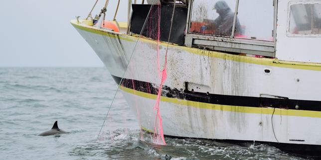 Le changement climatique, facteur « central » de la hausse des captures accidentelles de dauphins dans le golfe de Gascogne