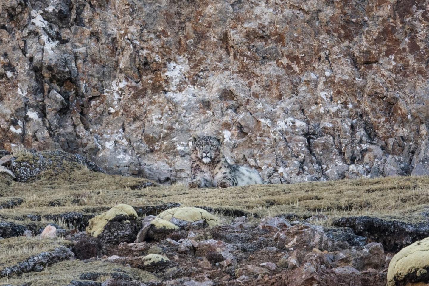 « La Panthère des neiges », sur arte.tv : sur les hauts plateaux tibétains, dans l’attente du félin « La Panthère des neiges », sur arte.tv : sur les hauts plateaux tibétains, dans l’attente du félin