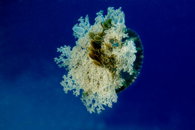 Une méduse cassiopée dans la mer Rouge, au Soudan, le 21 janvier 2014.