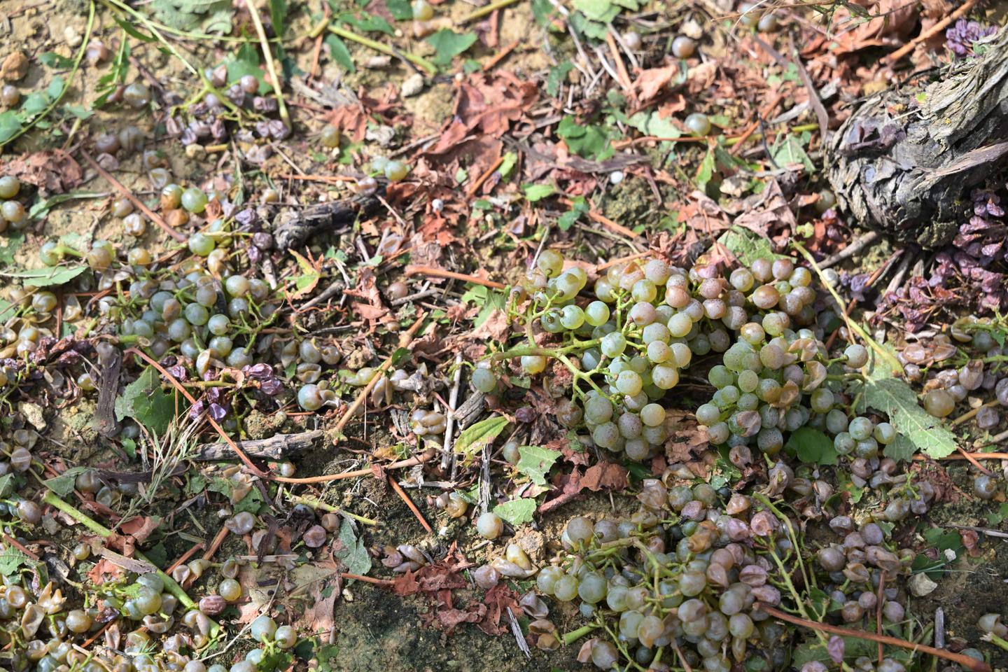 Dans le Gers, la désassurance des cultivateurs, cet autre fléau des campagnes Dans le Gers, la désassurance des cultivateurs, cet autre fléau des campagnes