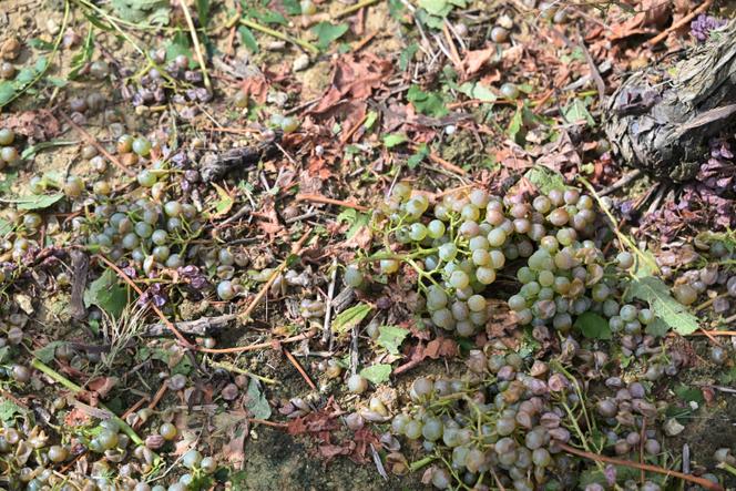 Après le passage d’un orage de grêle près d’Eauze, dans le nord du Gers, près d’Eauze, le 1er&nbsp;septembre&nbsp;2025.