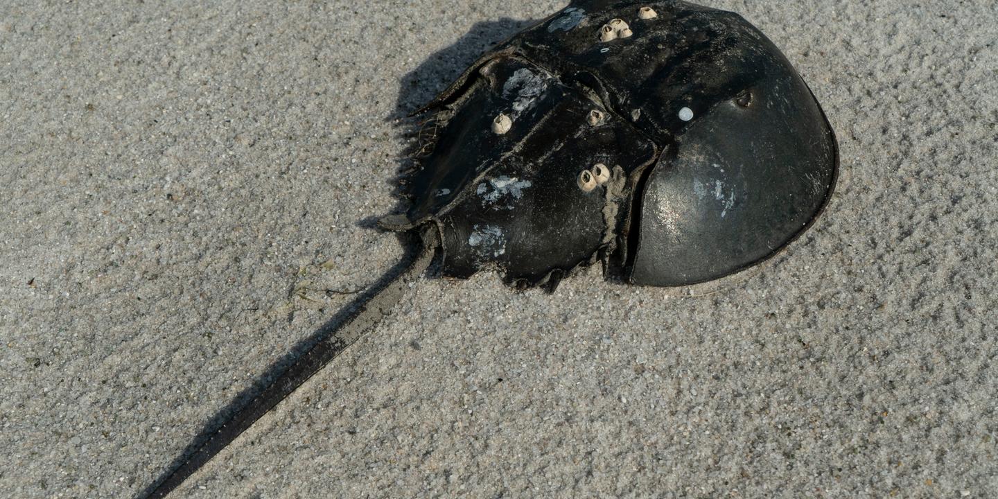 Une ONG attaque l’administration Trump pour protéger les limules, ces animaux marins convoités pour leur sang bleu
