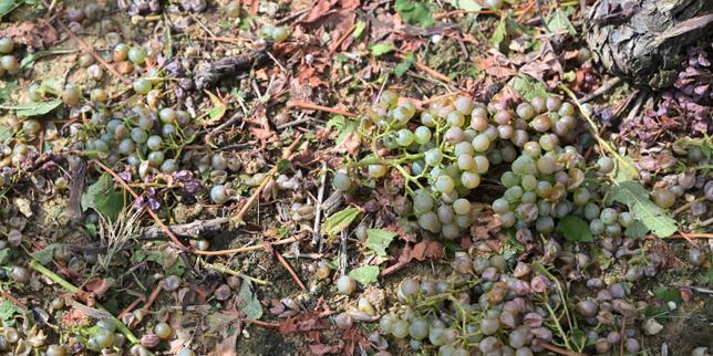 Gascogne in crisi: la riforma 2023 lascia i coltivatori del Gers senza adeguati indennizzi