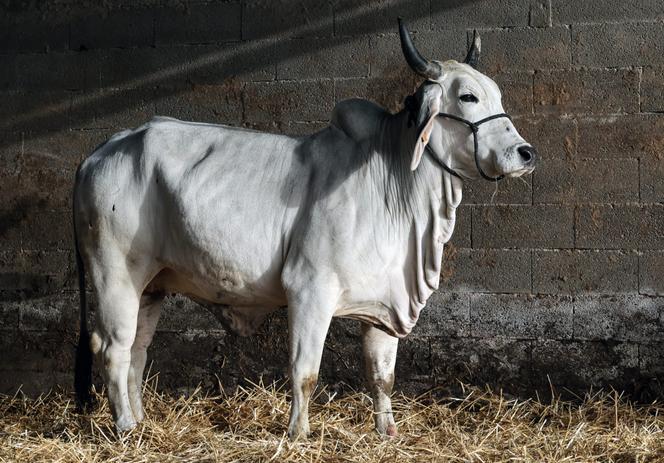 Biguine, la vache égérie de l’édition 2026&nbsp;du Salon de l'agriculture,&nbsp;à Blondefontaine (Haute-Saône), le 10&nbsp;décembre 2025.