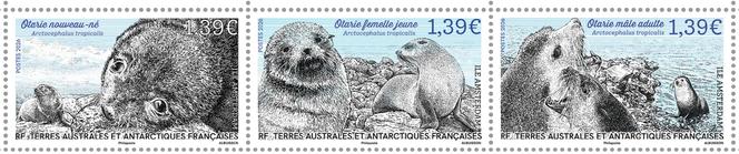 «&nbsp;Arctocephalus tropicalis&nbsp;», l’otarie d’Amsterdam aux trois âges de la vie, trois timbres à 1,39&nbsp;euro.