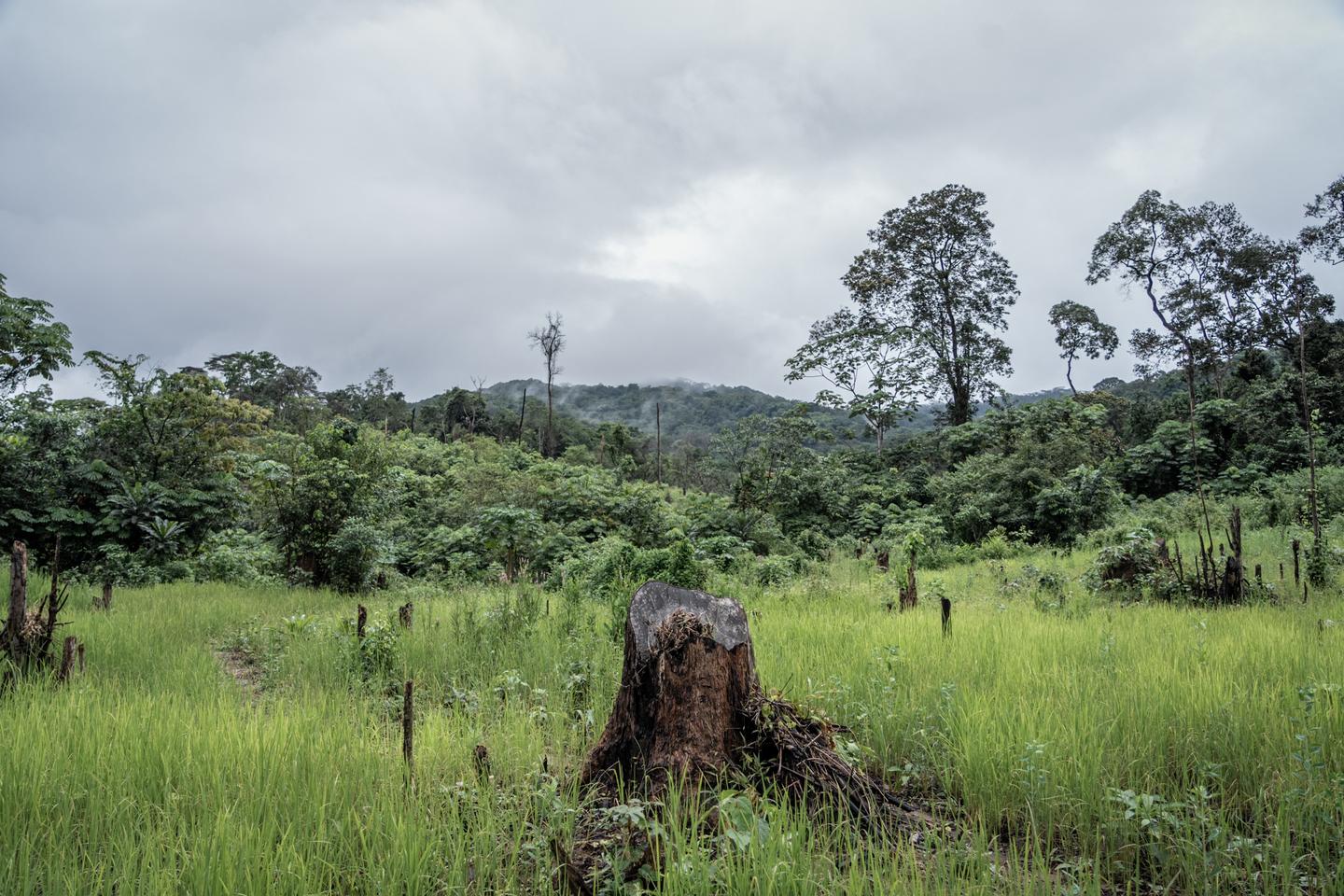 La déforestation de petites parcelles de forêt tropicale ont un impact disproportionné sur le climat
