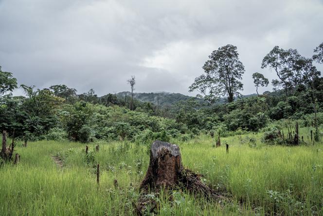 La réserve forestière de Kambui Hills, dans le sud de la Sierra Leone, pâtit de  l’exploitation forestière illégale, du défrichage et de l’exploitation minière. Le 25&nbsp;septembre&nbsp;2024.