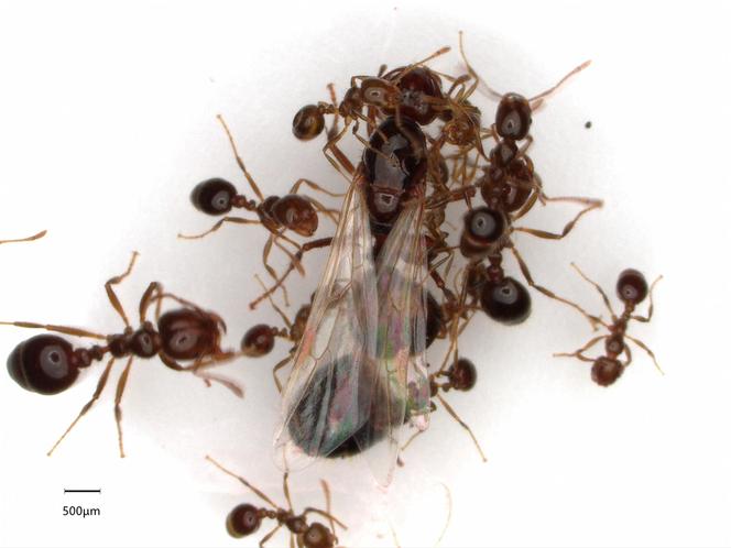 Des ouvrières stridulant sur une reine.