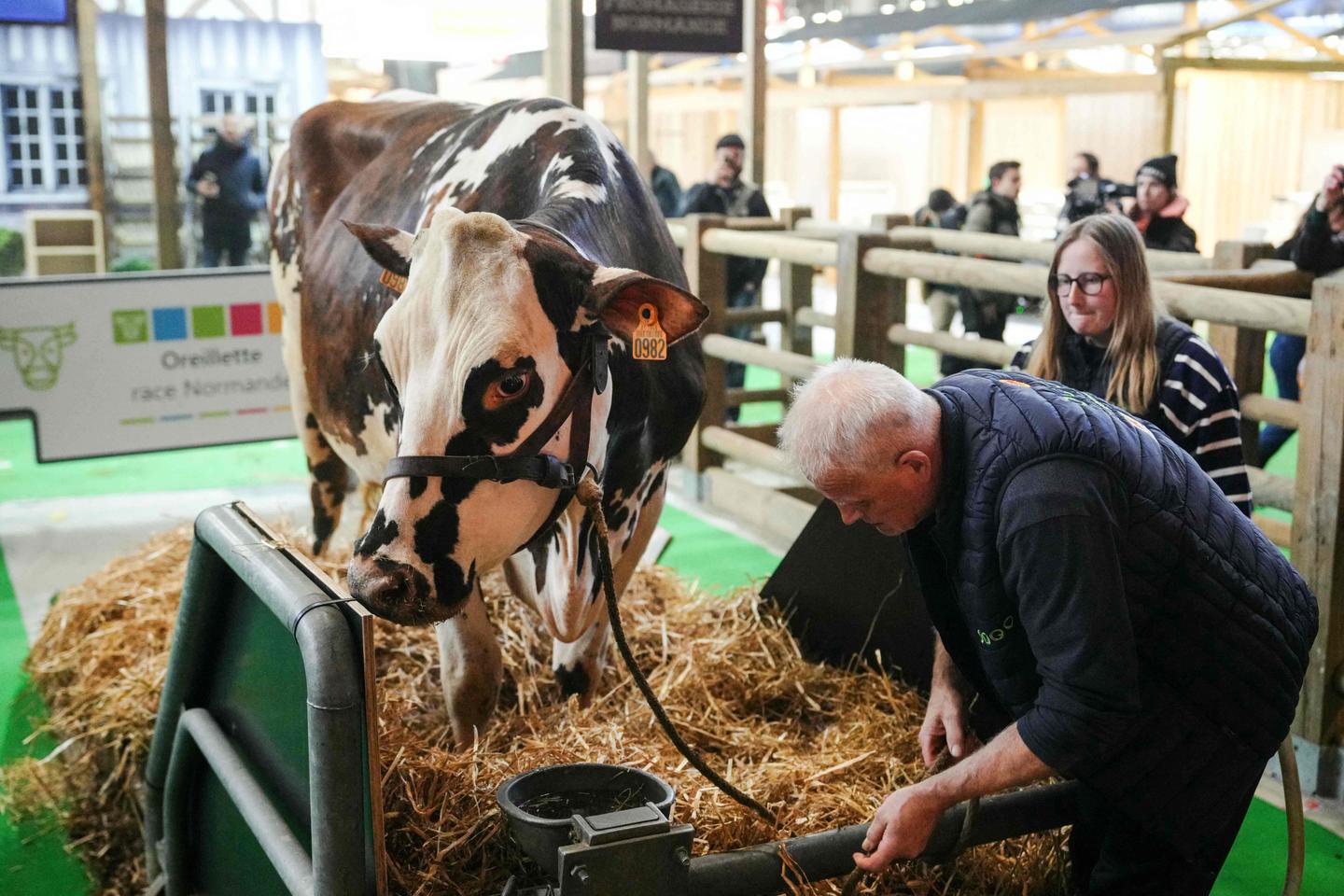 Dermatose nodulaire : aucun bovin ne sera présent au Salon de l’agriculture 2026