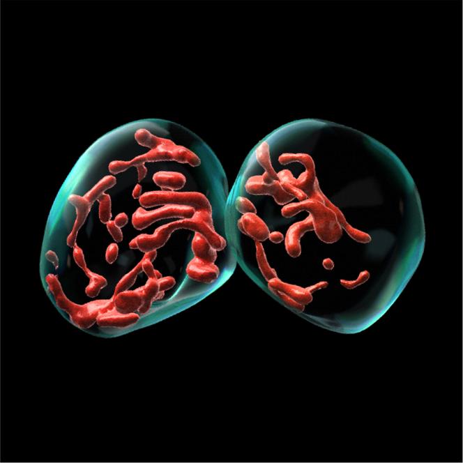Reconstitution 3D du réseau mitochondrial (en rouge) et du contour cellulaire (en cyan) de deux cellules immédiatement après la division. La ségrégation est inégale entre les deux cellules sœurs.