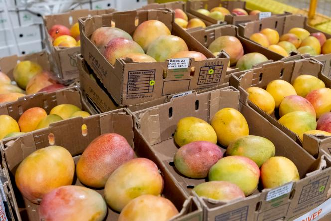Un stock de mangues en attente d’inspection à l’aéroport Paris-Charles-de-Gaulle (CDG), le 15 février 2023.