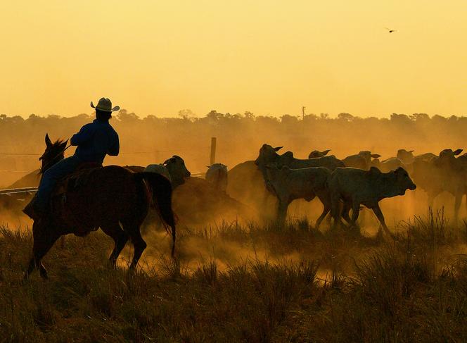 Un agriculteur rassemble son bétail près de Sinop (Mato Grosso), au Brésil, le 10 août 2020.