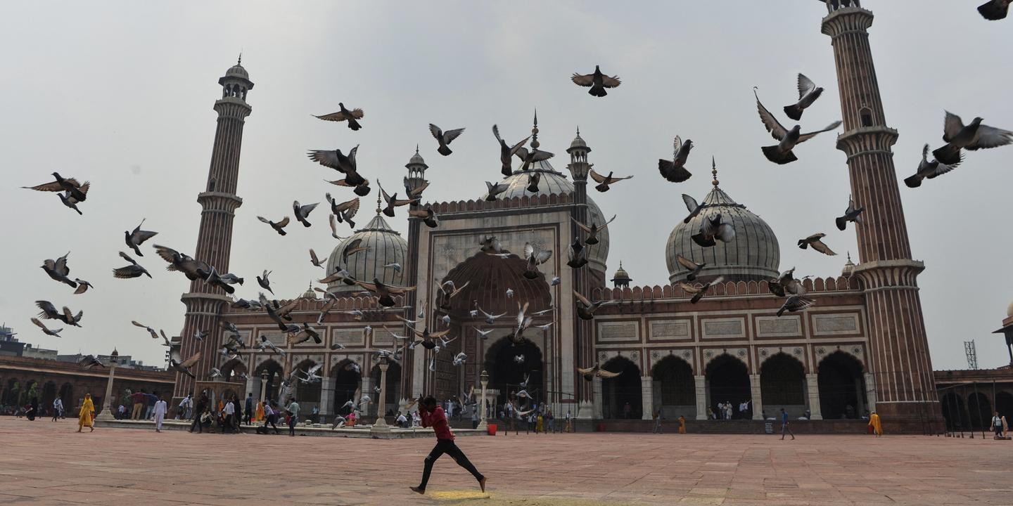 Les Indiens aiment bien trop les pigeons urbains