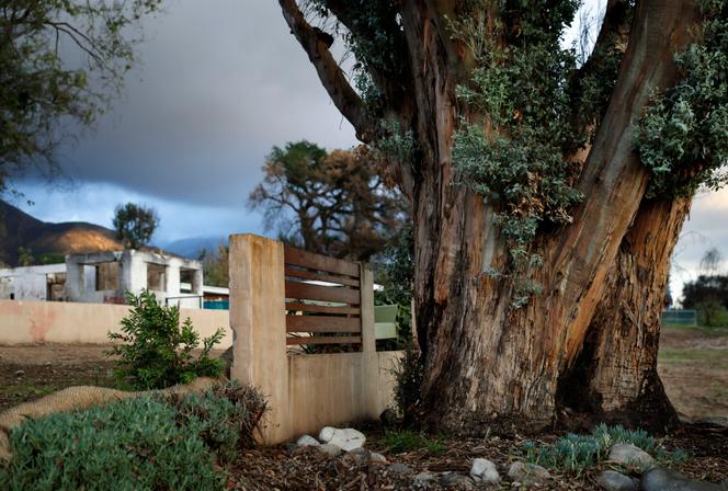 Un arbre rescapé des feux, à Altadena (Californie), le 19&nbsp;novembre 2025.