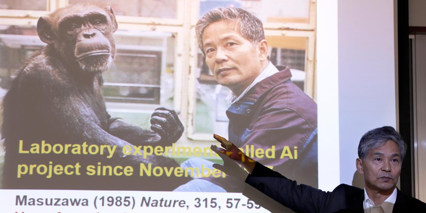 Mort d’Ai, chimpanzé femelle « génie » qui a révolutionné la recherche sur l’intelligence des primates