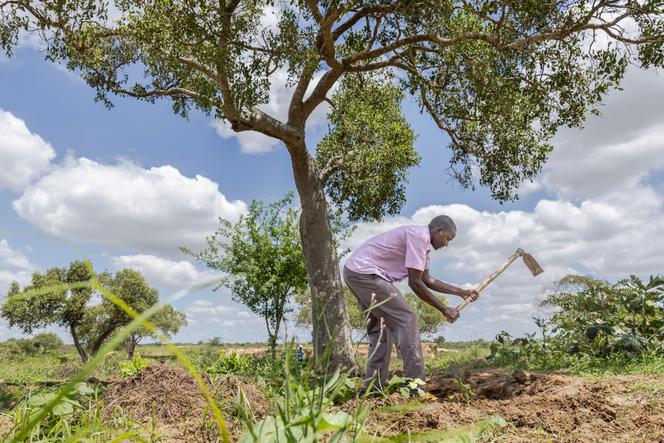 L’agriculteur Thomas Kazungu Karisa, 36 ans, sur une parcelle de terre communautaire, dans le village de Milore, dans le comté de Kilifi, au Kenya, le 9 avril 2025.
