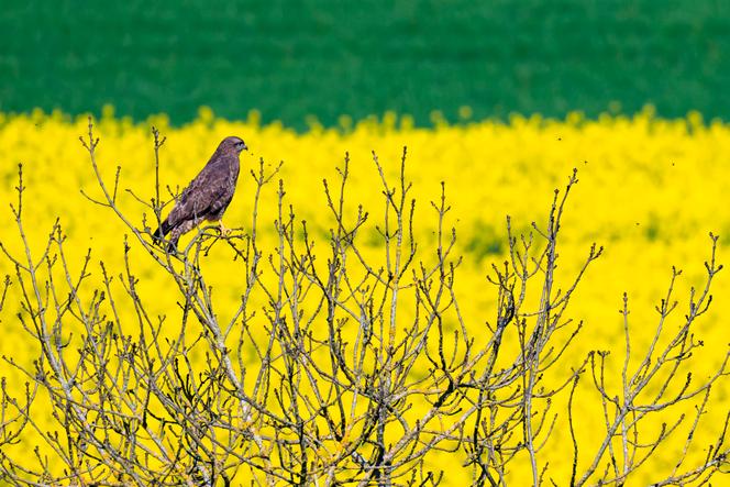 Une buse variable devant un champ de colza en fleur, à Albestroff (Moselle), le 28 avril 2025.