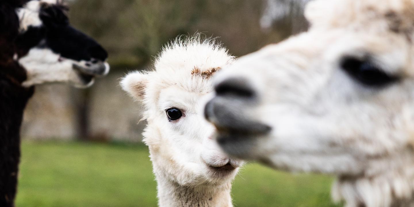 Chameaux, lamas ou alpagas : quand le sang des camélidés vient au secours des humains