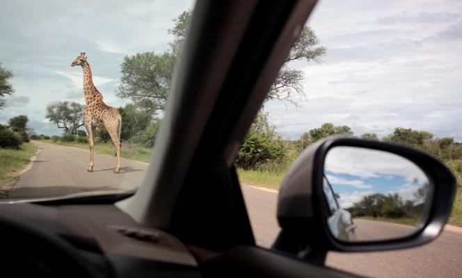Dans le parc national Kruger, en Afrique du Sud, le 15 janvier 2026.