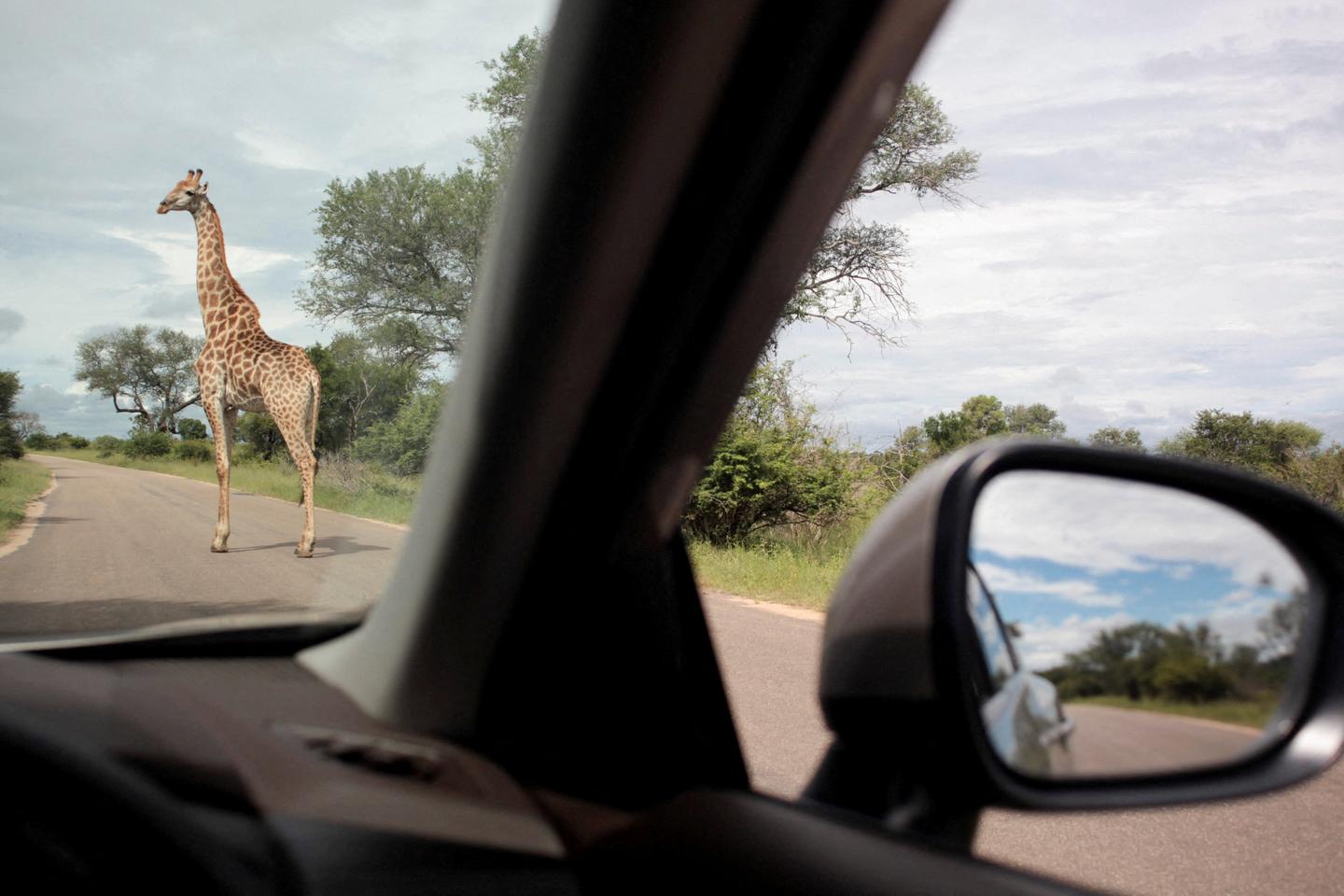 Le parc Kruger en Afrique du Sud, « capitale mondiale du safari », se remet doucement des inondations