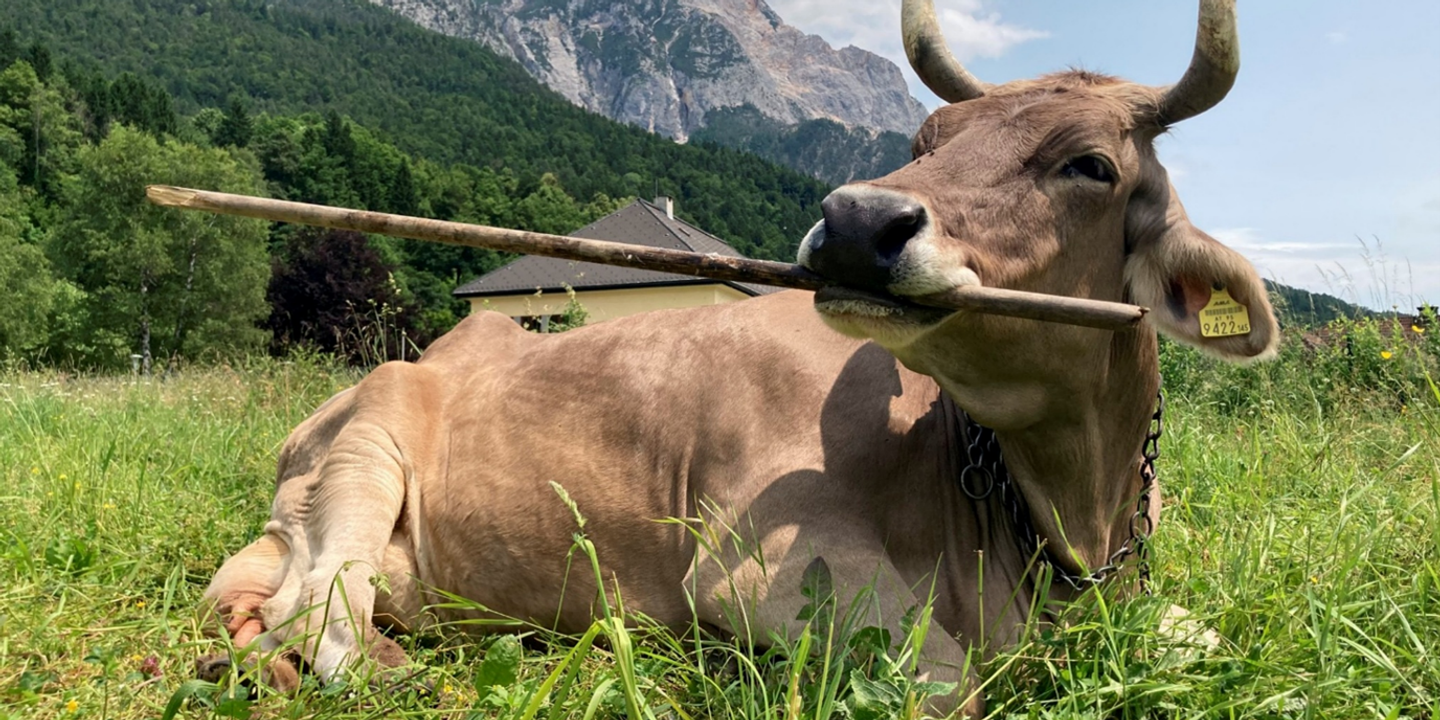 Une vache aussi peut manier des outils