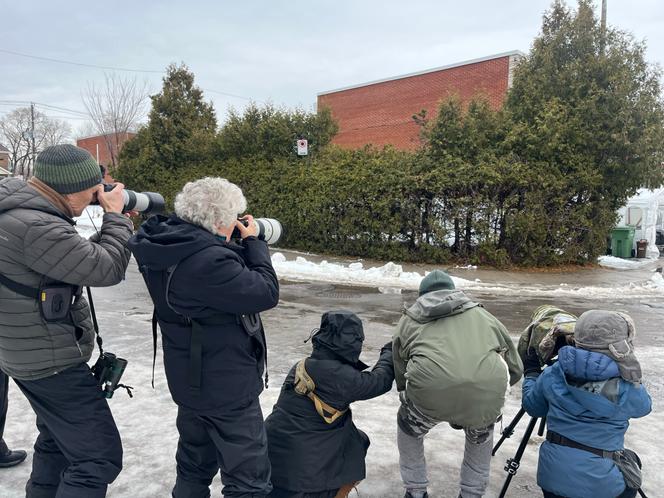 Une foule de photographes guette le rouge-gorge, à l’angle des rues Rougemont et Dubuisson, à Montréal (Canada), le 15 janvier 2026. 