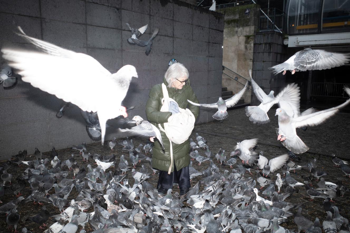 Le pigeon, cet oiseau injustement honni : « C’est l’animal auquel on est le plus confronté en ville et on ne connaît rien de lui »