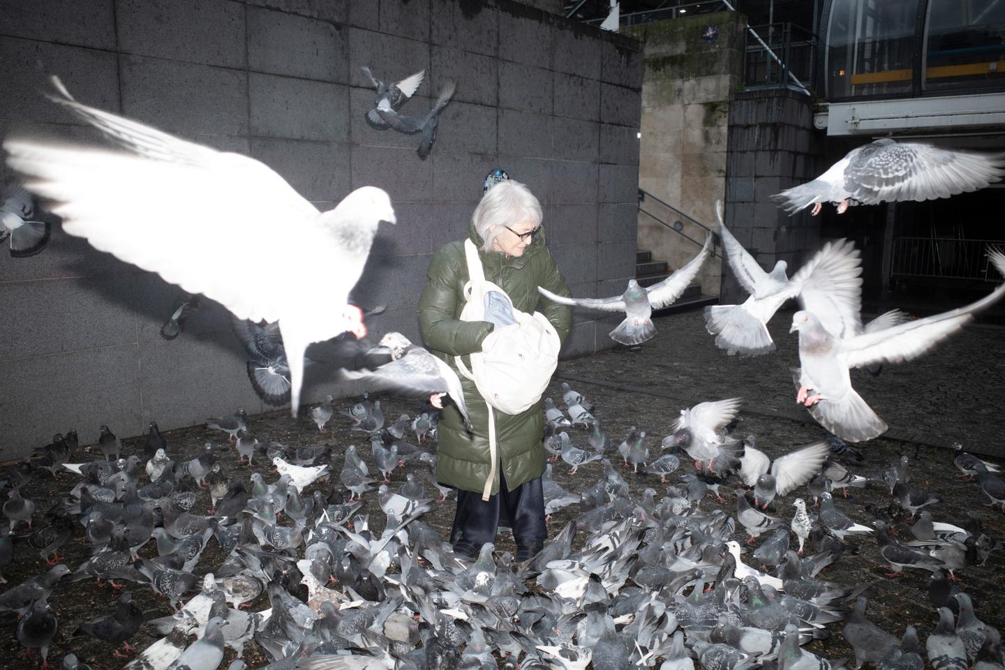 Le pigeon, cet oiseau injustement honni : « C’est l’animal auquel on est le plus confronté en ville et on ne connaît rien de lui »