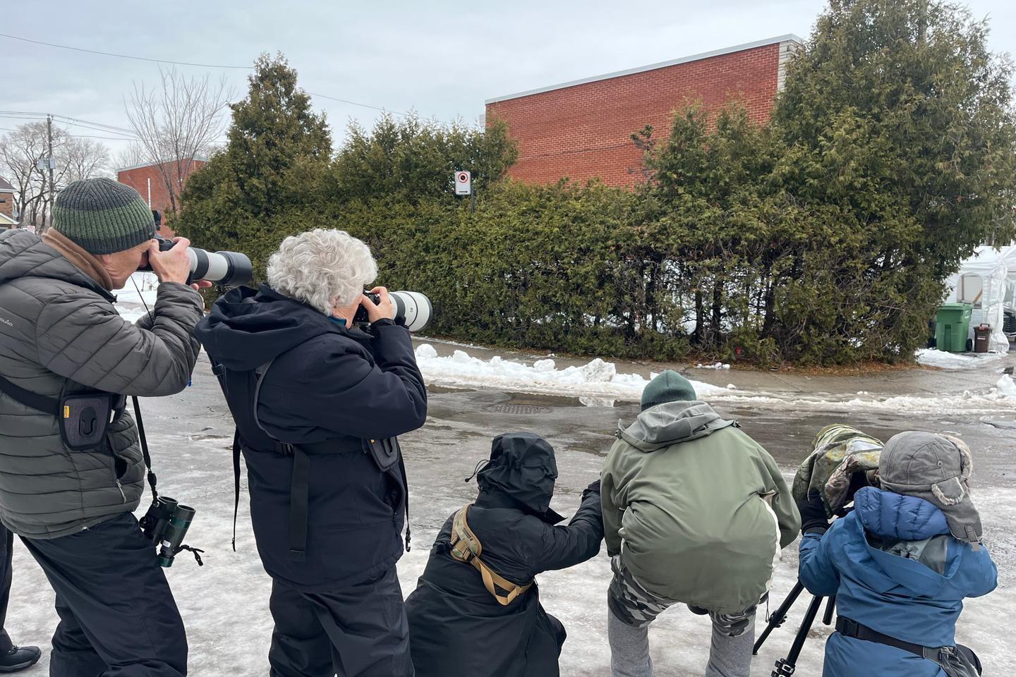 A Montréal, la présence d’un rouge-gorge venu d’Europe étonne et attire les foules