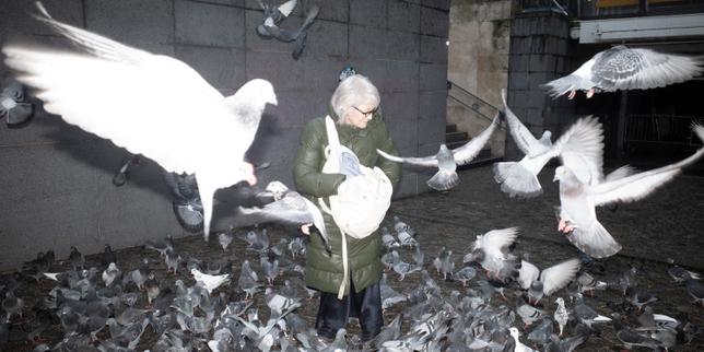 Le pigeon, cet oiseau injustement honni : « C’est l’animal auquel on est le plus confronté en ville et on ne connaît rien de lui »