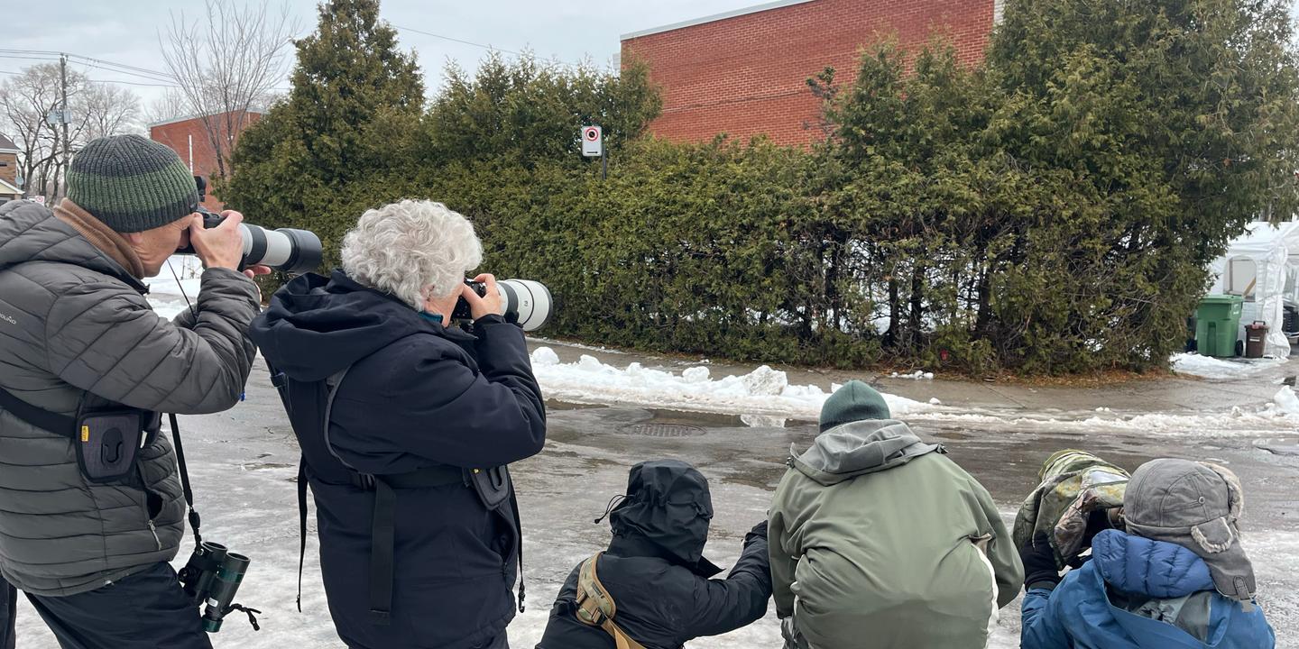 A Montréal, la présence d’un rouge-gorge venu d’Europe étonne et attire les foules