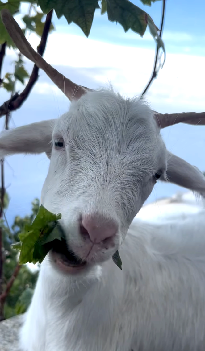 Une capture d’écran du compte Instagram d’Alberto Taranto, un habitant de l’île d’Alicudi qui a adopté une chèvre. 