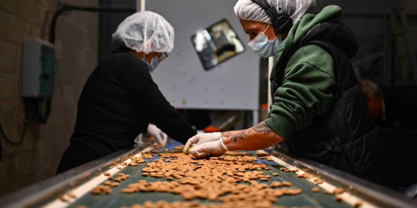 « Dumping environnemental » : des petits producteurs français d’amandes engagent la bataille contre les géants californiens
