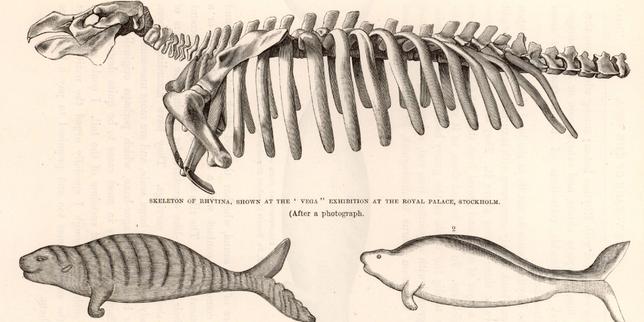 « L’Extinction des vaches de mer », d’Adèle Rosenfeld : accéder à des mondes disparus