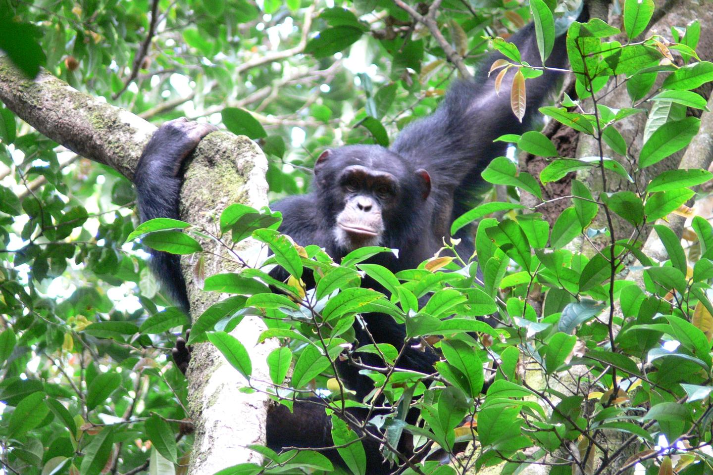 En Guinée, un crapaud vivipare, des chimpanzés et des chauves-souris face à la mine de fer des monts Nimba