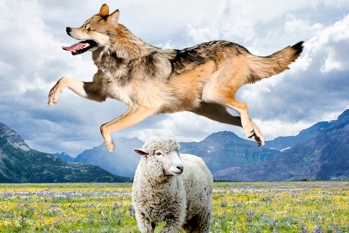 De bête féroce à icône pop, comment le loup est devenu croc mignon De bête féroce à icône pop, comment le loup est devenu croc mignon