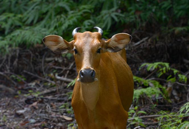 Une femelle banteng en Malaisie, en 2014. L’espèce a été réintroduite après avoir disparu de la péninsule malaise dans les années 1950. 