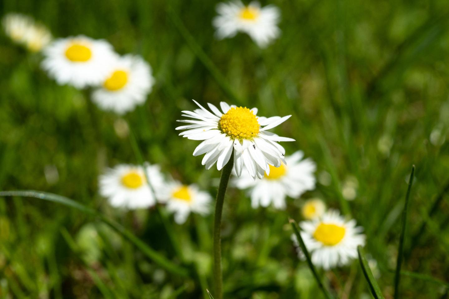 Fleurir plus tôt, un pari fréquent mais risqué Fleurir plus tôt, un pari fréquent mais risqué