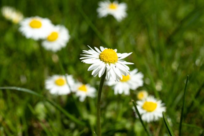 Des pâquerettes, en mai 2016. 