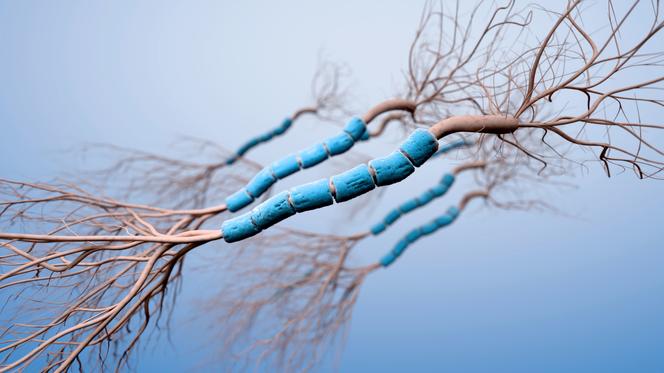 Illustration médicale réprésentant un réseau de cellules neuronales en 3D.